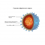 Вирусы и методы борьбы с помощью УФ излучения