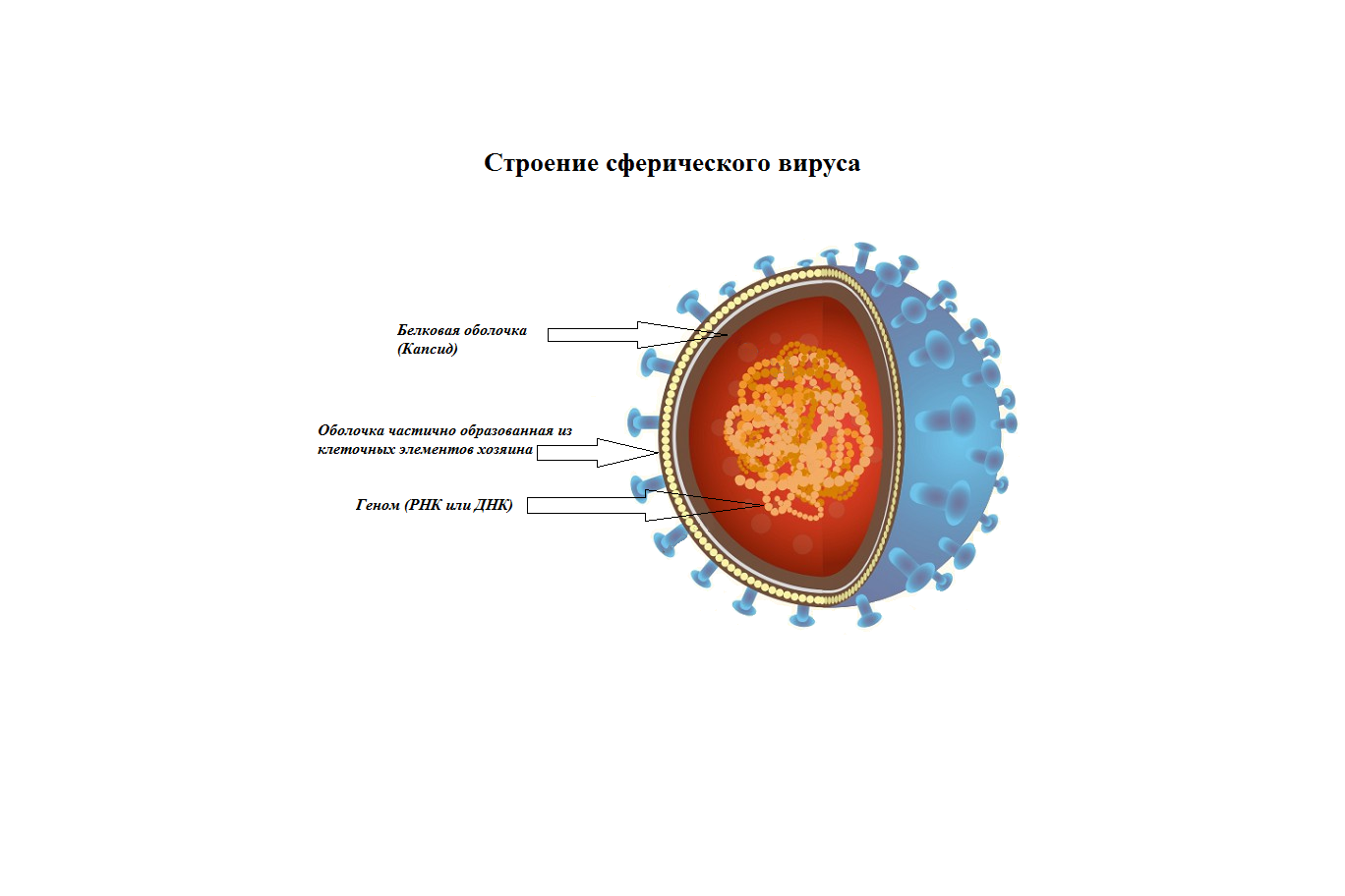 Доклад по теме Методы борьбы с вирусами